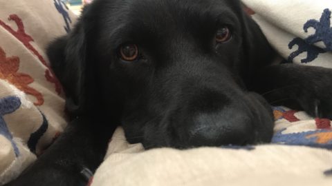 Nemo, a black dog, laying on a cushion.