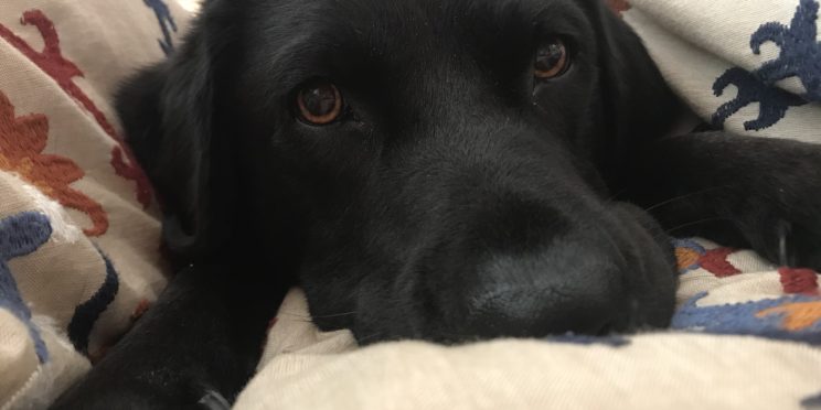 Nemo, a black dog, laying on a cushion.