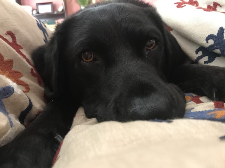 Nemo, a black dog, laying on a cushion.
