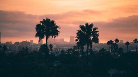 Aerial view of Los Angeles city and palms trees